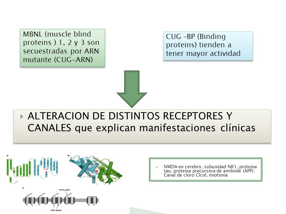MBNL (muscle blind proteins ) 1, 2 y 3 son secuestradas por ARN mutante (CUG-ARN)