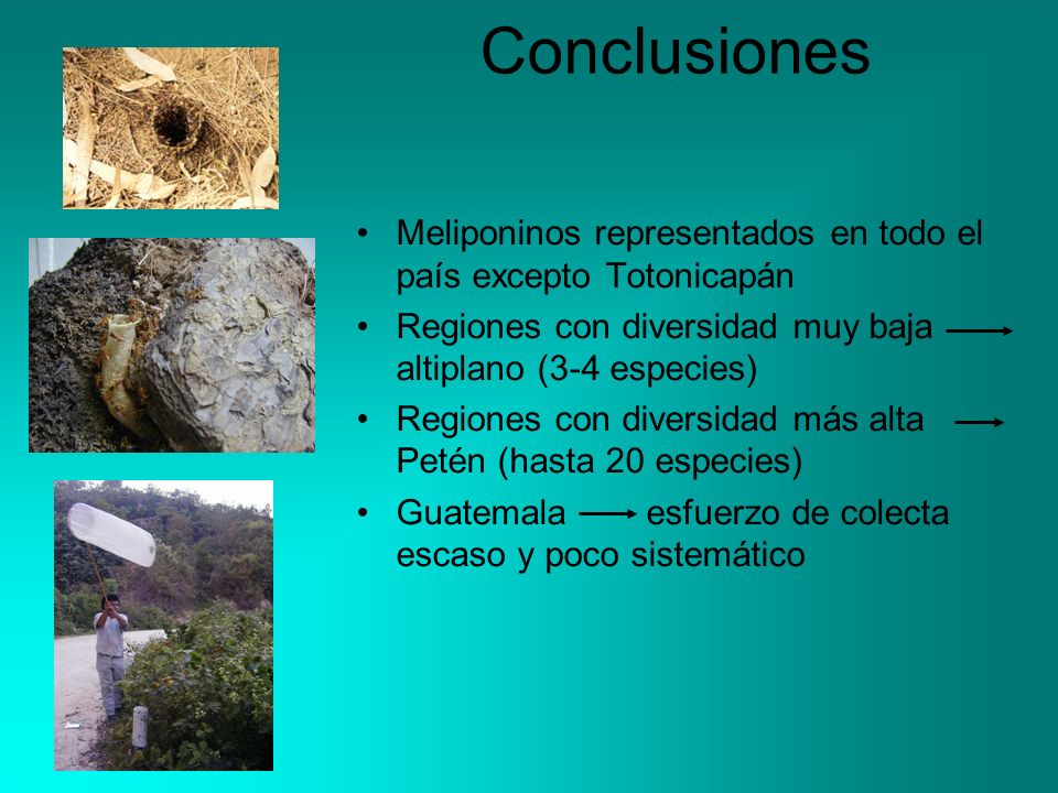 Conclusiones Meliponinos representados en todo el país excepto Totonicapán. Regiones con diversidad muy baja altiplano (3-4 especies)