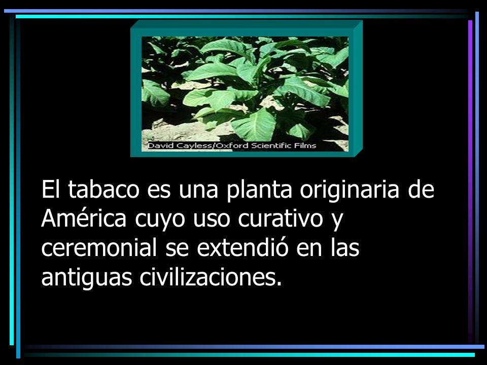 El tabaco es una planta originaria de América cuyo uso curativo y ceremonial se extendió en las antiguas civilizaciones.