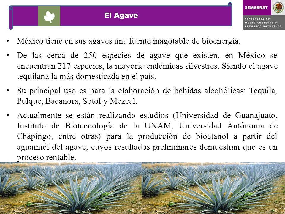 México tiene en sus agaves una fuente inagotable de bioenergía.