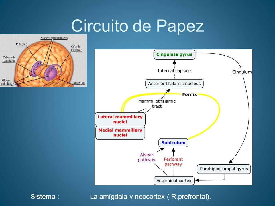 Circuito de Papez Sistema : La amígdala y neocortex ( R.prefrontal).