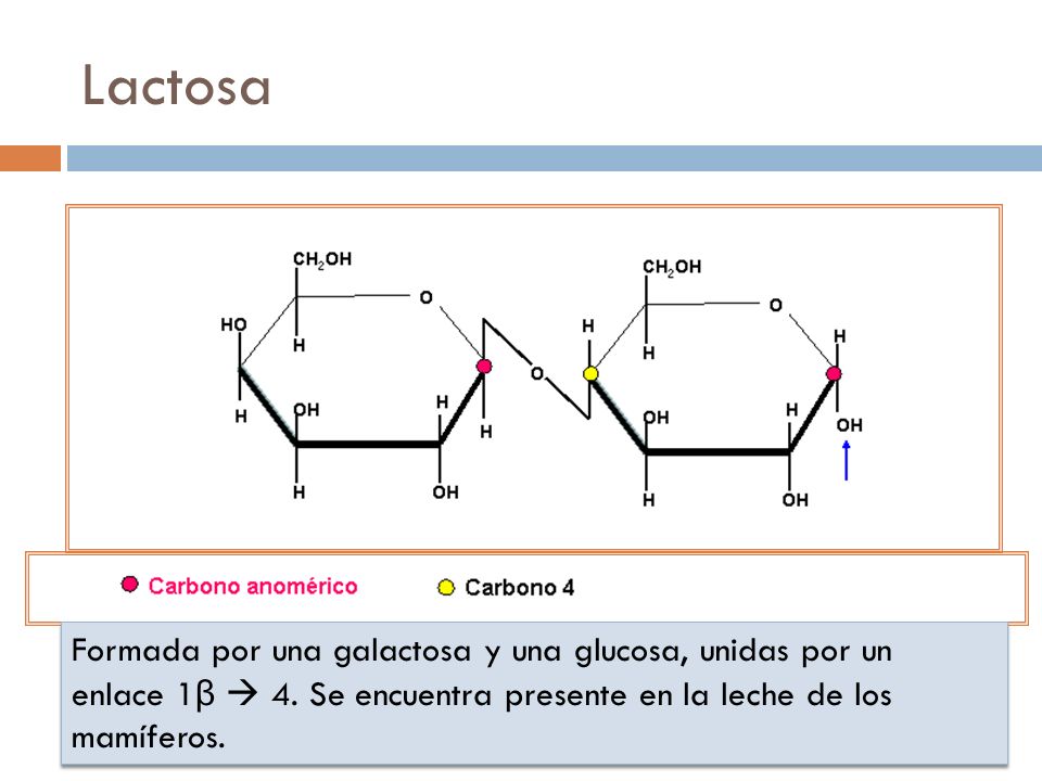 Lactosa Formada por una galactosa y una glucosa, unidas por un enlace 1β  4.