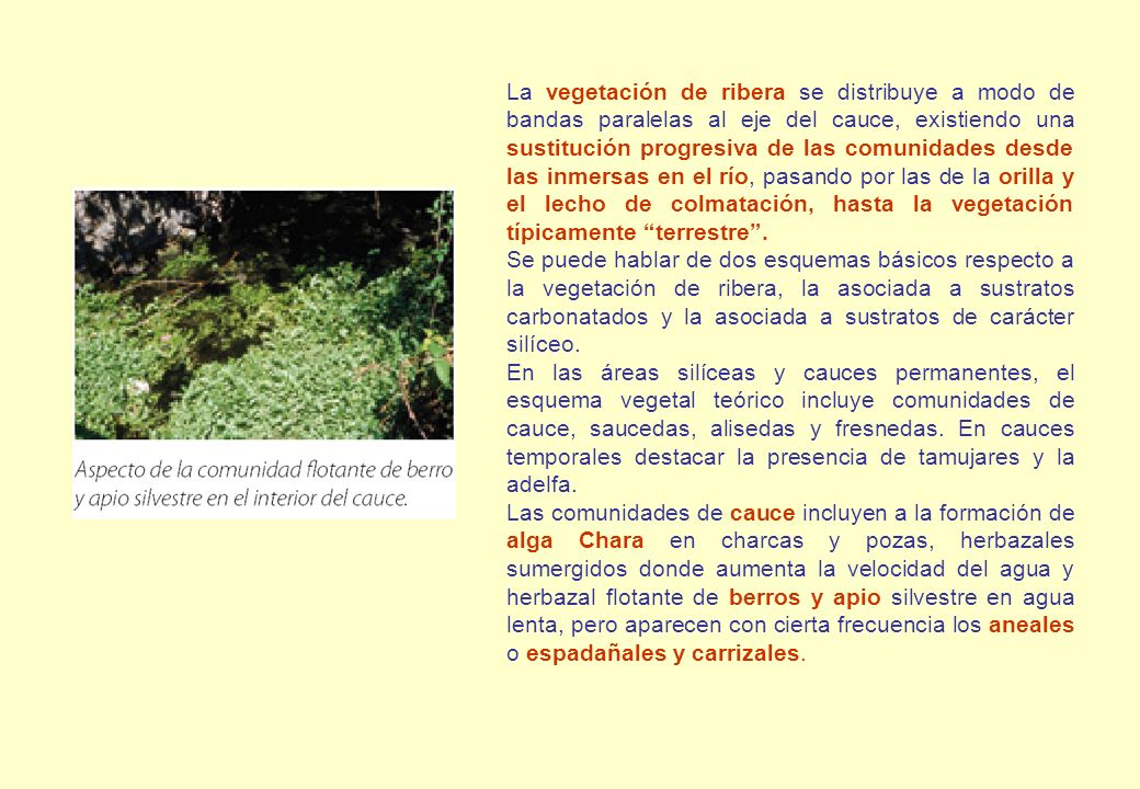 La vegetación de ribera se distribuye a modo de bandas paralelas al eje del cauce, existiendo una sustitución progresiva de las comunidades desde las inmersas en el río, pasando por las de la orilla y el lecho de colmatación, hasta la vegetación típicamente terrestre .