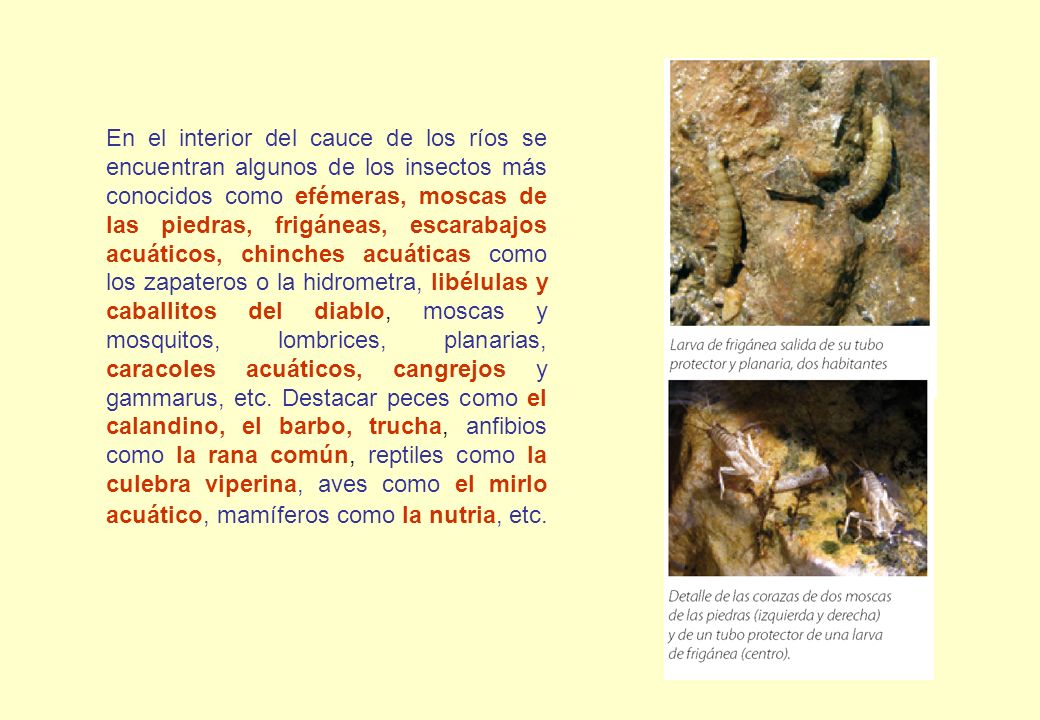 En el interior del cauce de los ríos se encuentran algunos de los insectos más conocidos como efémeras, moscas de las piedras, frigáneas, escarabajos acuáticos, chinches acuáticas como los zapateros o la hidrometra, libélulas y caballitos del diablo, moscas y mosquitos, lombrices, planarias, caracoles acuáticos, cangrejos y gammarus, etc.