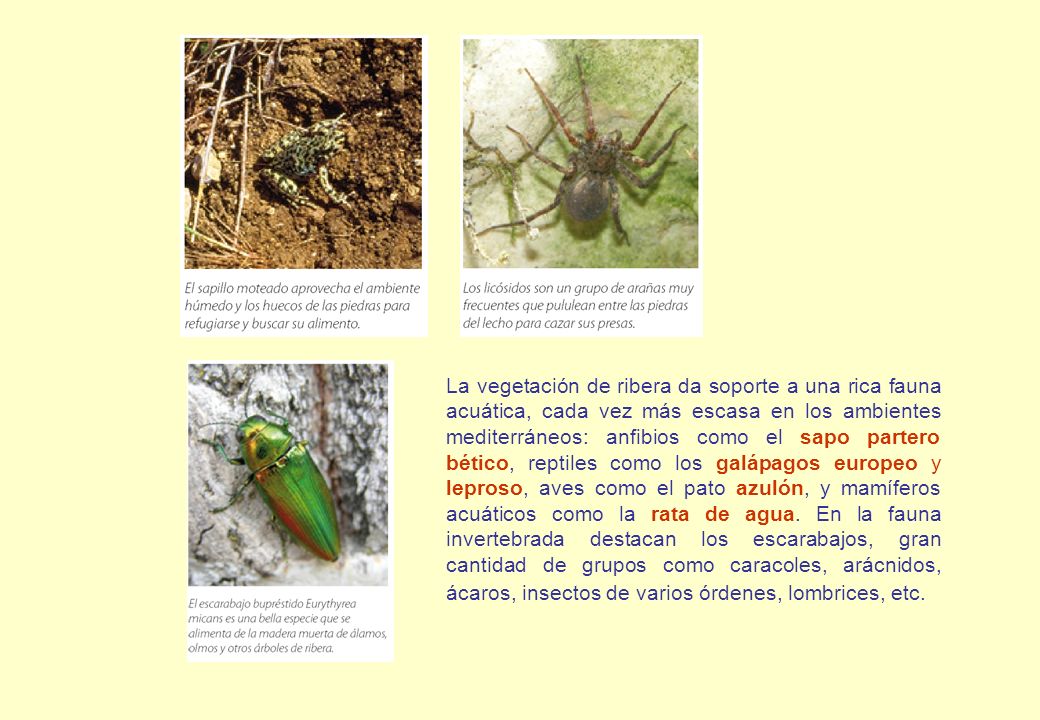 La vegetación de ribera da soporte a una rica fauna acuática, cada vez más escasa en los ambientes mediterráneos: anfibios como el sapo partero bético, reptiles como los galápagos europeo y leproso, aves como el pato azulón, y mamíferos acuáticos como la rata de agua.