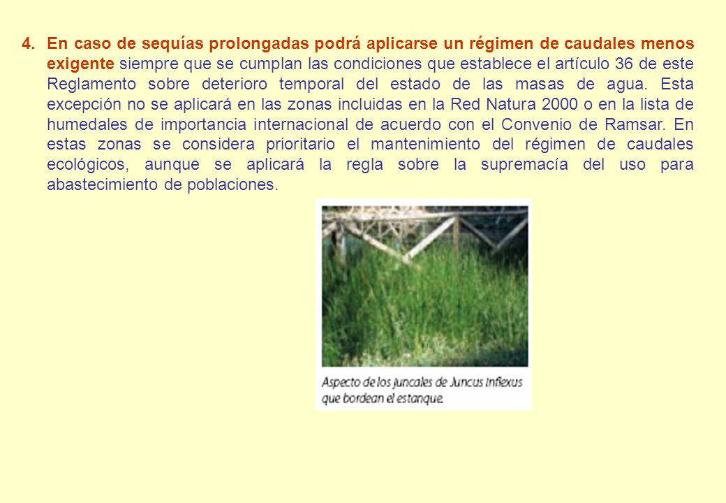 En caso de sequías prolongadas podrá aplicarse un régimen de caudales menos exigente siempre que se cumplan las condiciones que establece el artículo 36 de este Reglamento sobre deterioro temporal del estado de las masas de agua.
