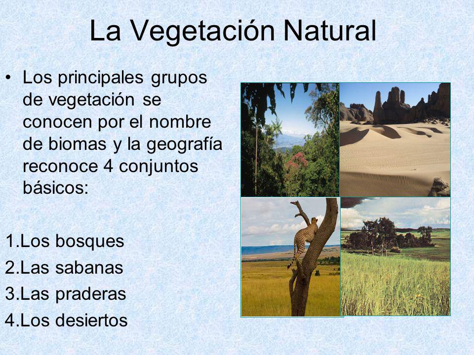 La Vegetación Natural Los principales grupos de vegetación se conocen por el nombre de biomas y la geografía reconoce 4 conjuntos básicos: