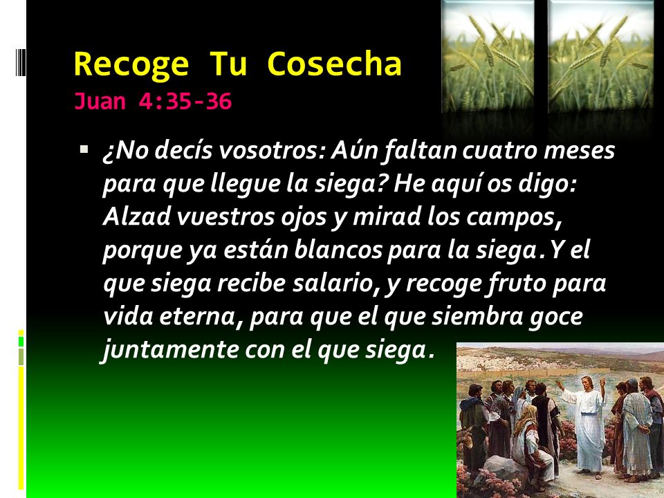 Recoge Tu Cosecha Juan 4:35-36