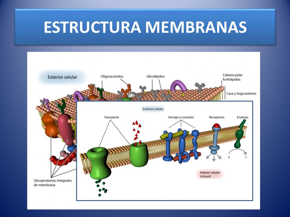 ESTRUCTURA MEMBRANAS