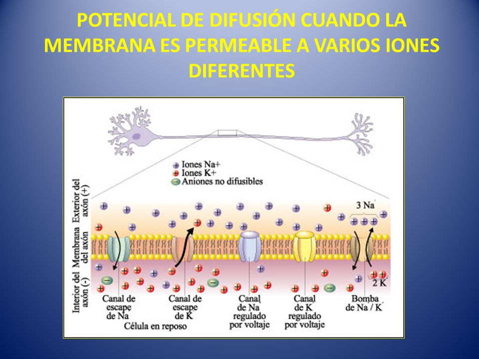 POTENCIAL DE DIFUSIÓN CUANDO LA MEMBRANA ES PERMEABLE A VARIOS IONES DIFERENTES