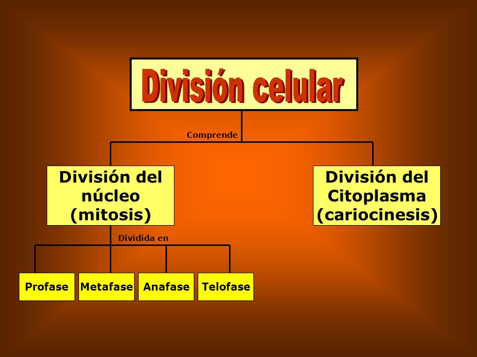División celular División del núcleo (mitosis) División del Citoplasma