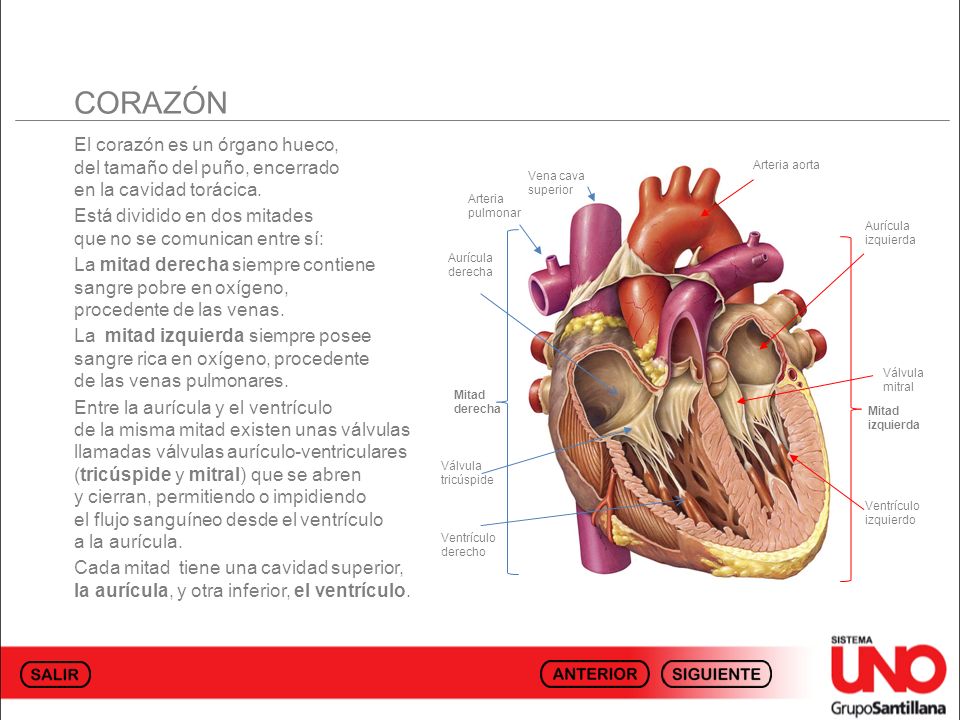 CORAZÓN El corazón es un órgano hueco, del tamaño del puño, encerrado en la cavidad torácica.