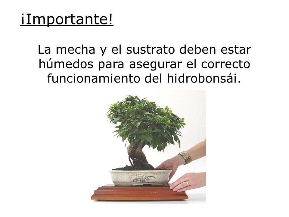 ¡Importante! La mecha y el sustrato deben estar húmedos para asegurar el correcto funcionamiento del hidrobonsái.
