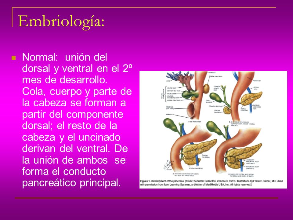 Embriología: