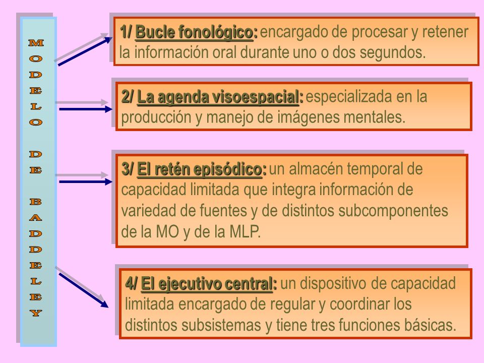 1/ Bucle fonológico: encargado de procesar y retener la información oral durante uno o dos segundos.