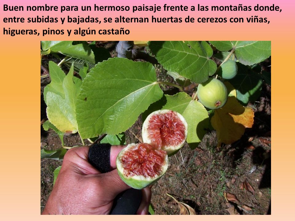 Buen nombre para un hermoso paisaje frente a las montañas donde, entre subidas y bajadas, se alternan huertas de cerezos con viñas, higueras, pinos y algún castaño