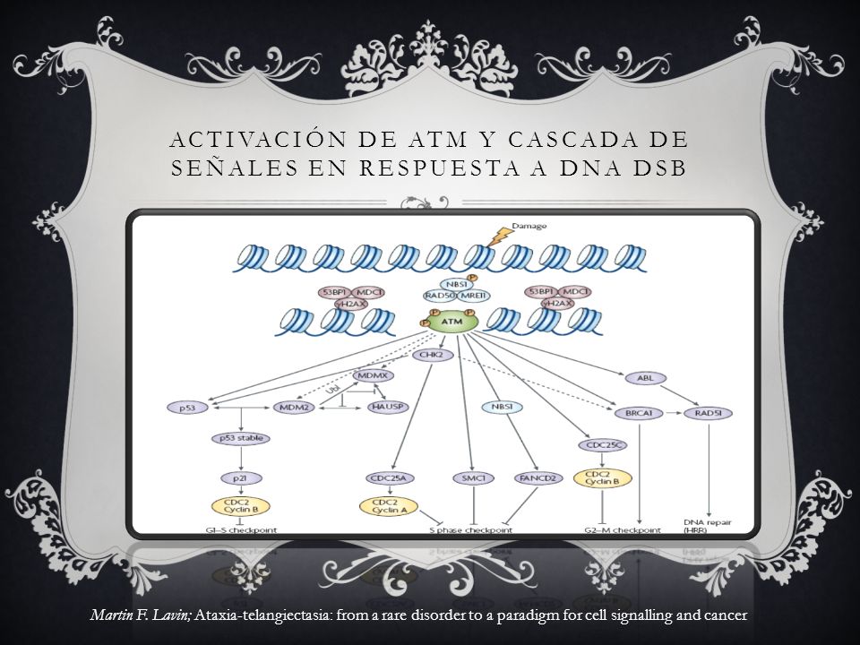 ACTIVACIÓN DE ATM Y CASCADA DE SEÑALES EN RESPUESTA A DNA DSB