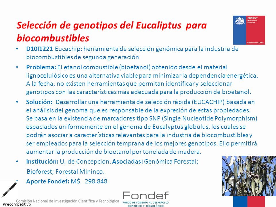Selección de genotipos del Eucaliptus para biocombustibles