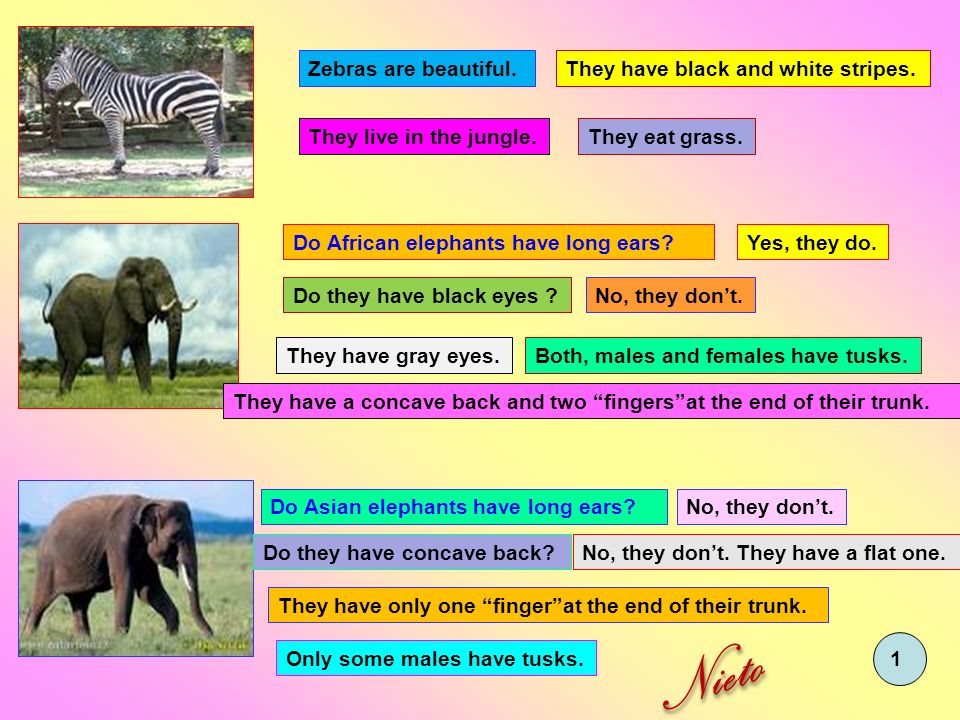 Nieto Zebras are beautiful. They have black and white stripes.