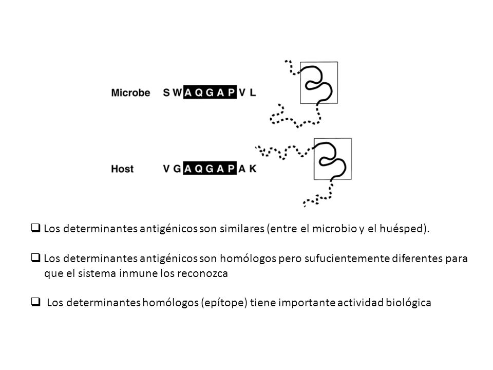 Los determinantes antigénicos son similares (entre el microbio y el huésped).
