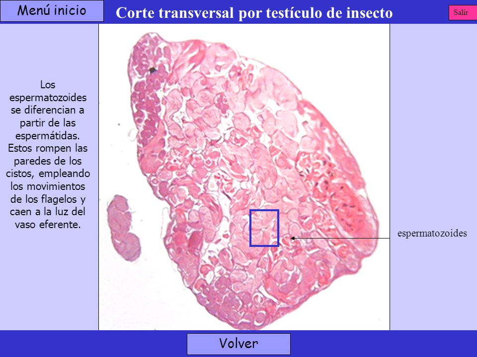 Corte transversal por testículo de insecto
