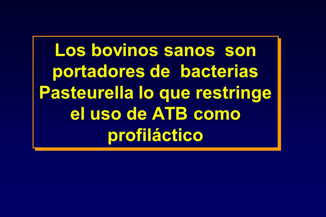 Los bovinos sanos son portadores de bacterias Pasteurella lo que restringe el uso de ATB como profiláctico