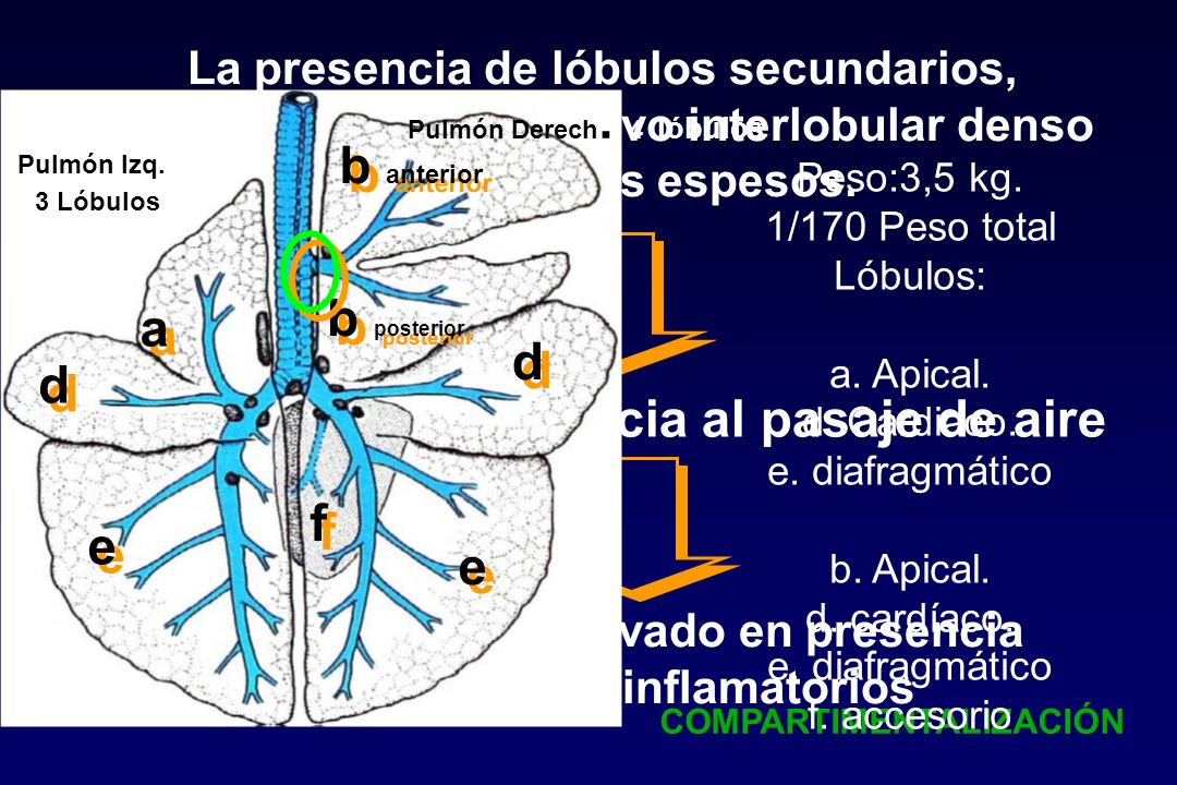 Importante resistencia al pasaje de aire a b anterior