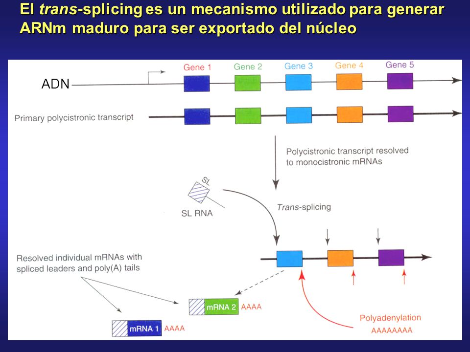 El trans-splicing es un mecanismo utilizado para generar ARNm maduro para ser exportado del núcleo