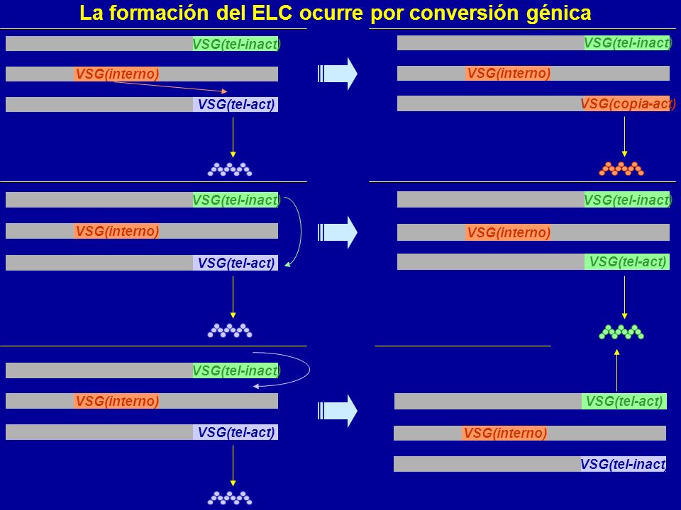 La formación del ELC ocurre por conversión génica