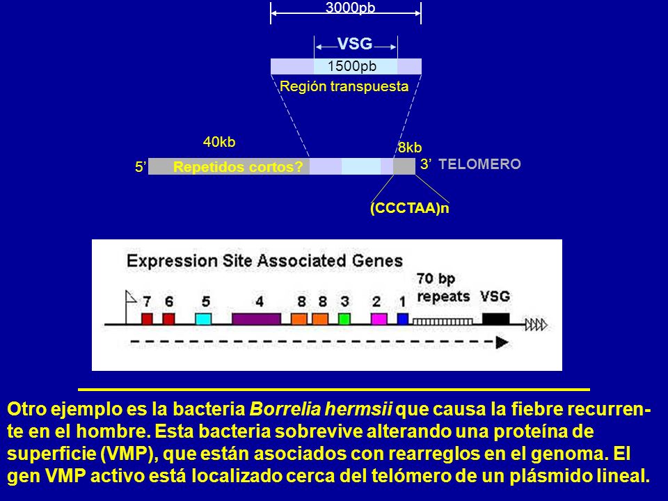 3000pb Región transpuesta. Repetidos cortos 8kb. 40kb. 5’ 3’ TELOMERO. VSG. 1500pb. (CCCTAA)n.
