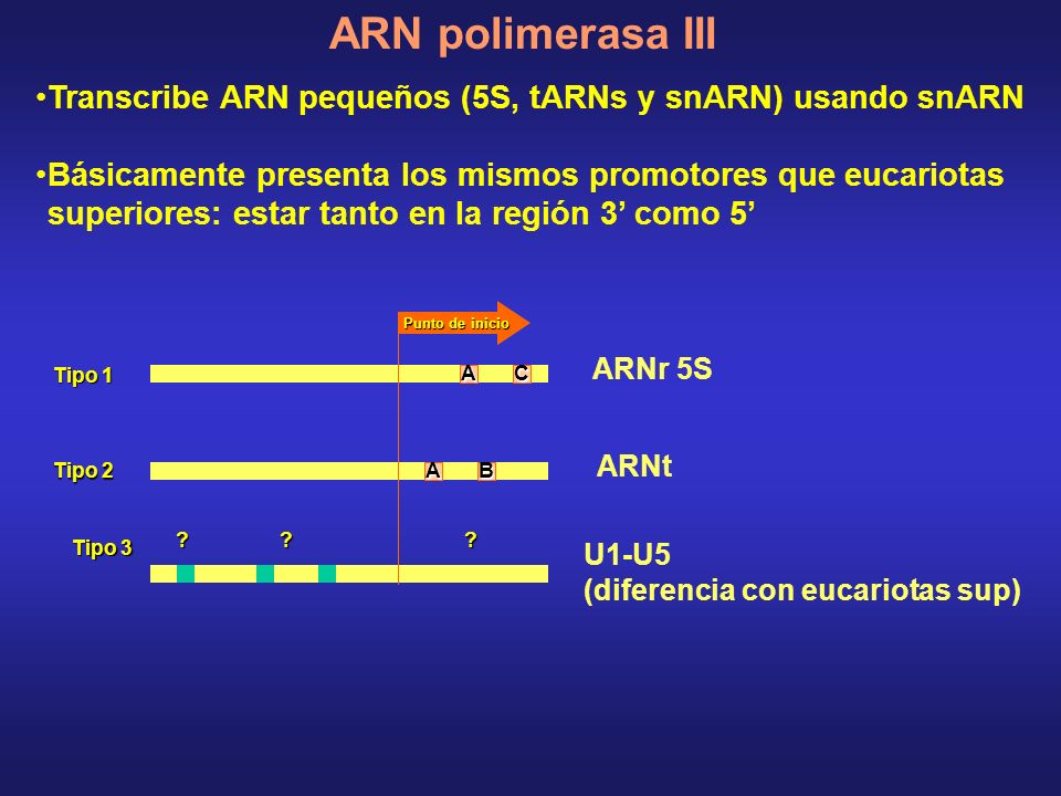 ARN polimerasa III Transcribe ARN pequeños (5S, tARNs y snARN) usando snARN.