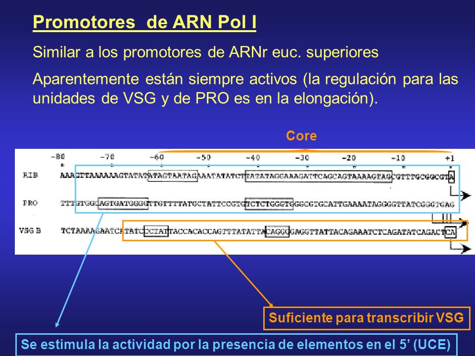 Promotores de ARN Pol I Similar a los promotores de ARNr euc. superiores.