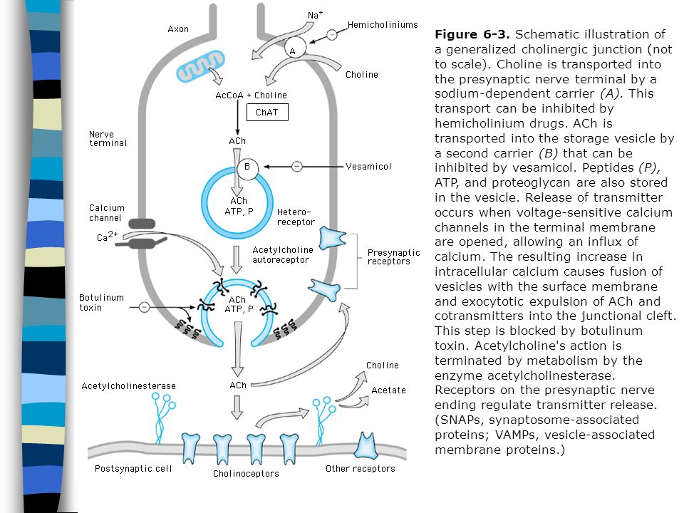 Figure 6-3. Schematic illustration of a generalized cholinergic junction (not to scale).
