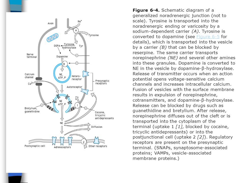 Figure 6-4. Schematic diagram of a generalized noradrenergic junction (not to scale).