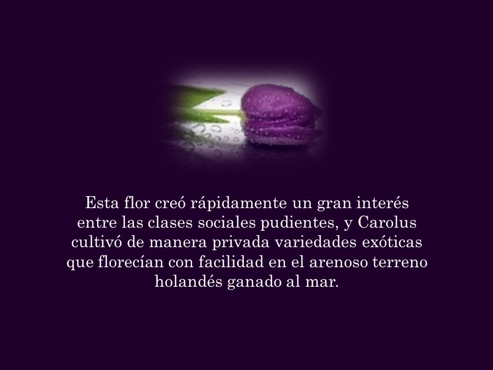 Esta flor creó rápidamente un gran interés entre las clases sociales pudientes, y Carolus cultivó de manera privada variedades exóticas que florecían con facilidad en el arenoso terreno holandés ganado al mar.
