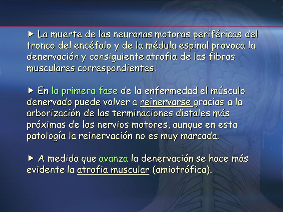  La muerte de las neuronas motoras periféricas del tronco del encéfalo y de la médula espinal provoca la denervación y consiguiente atrofia de las fibras musculares correspondientes.