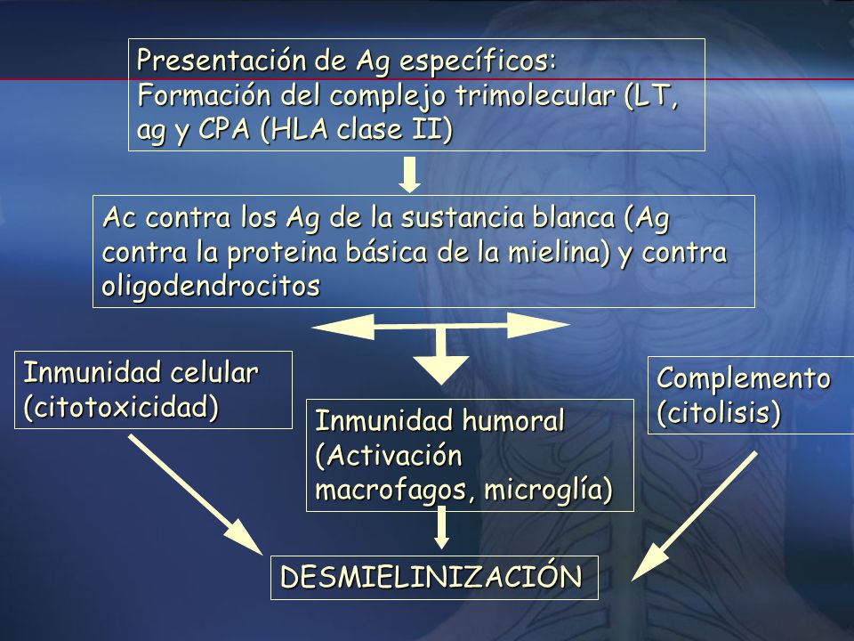 Presentación de Ag específicos: Formación del complejo trimolecular (LT, ag y CPA (HLA clase II)