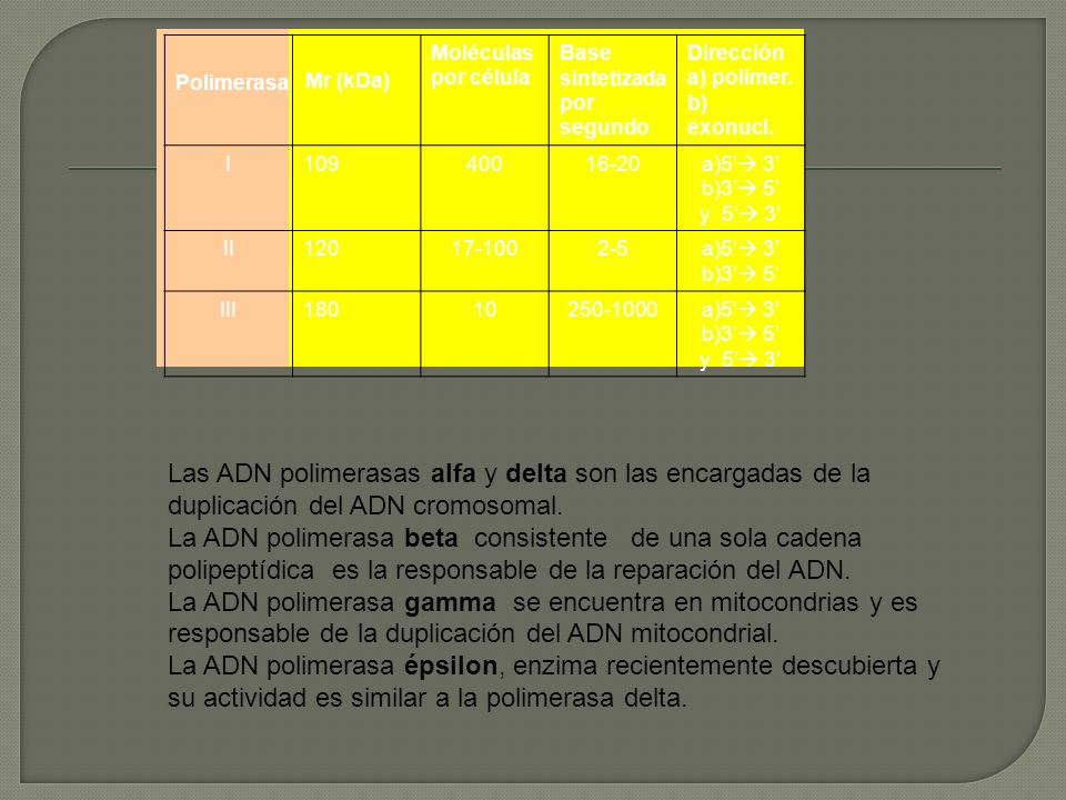 Moléculas por célula Base sintetizada por segundo. Dirección a) polimer. b) exonucl. I