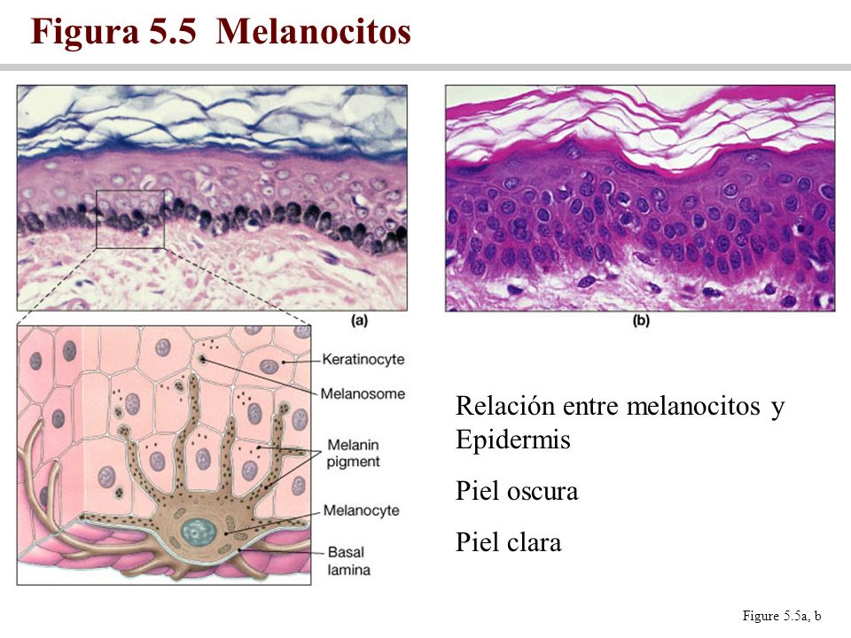 Figura 5.5 Melanocitos Relación entre melanocitos y Epidermis