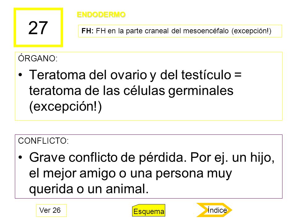 27 ENDODERMO. FH: FH en la parte craneal del mesoencéfalo (excepción!) ÓRGANO: