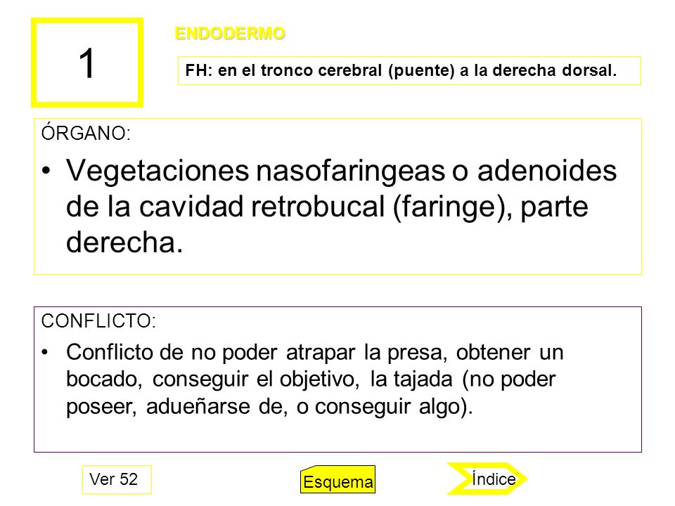 1 ENDODERMO. FH: en el tronco cerebral (puente) a la derecha dorsal. ÓRGANO: