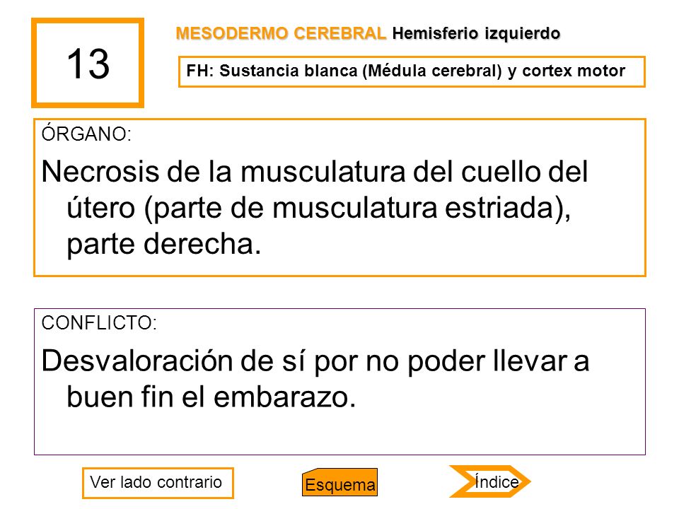 13 MESODERMO CEREBRAL Hemisferio izquierdo. FH: Sustancia blanca (Médula cerebral) y cortex motor.
