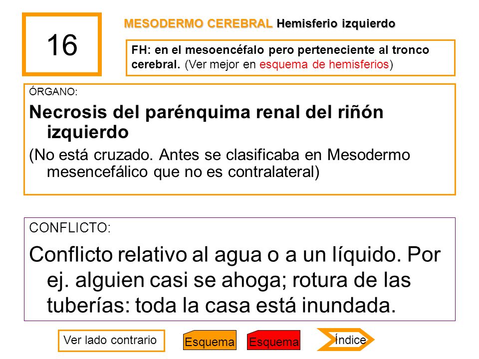 16 MESODERMO CEREBRAL Hemisferio izquierdo. FH: en el mesoencéfalo pero perteneciente al tronco cerebral. (Ver mejor en esquema de hemisferios)