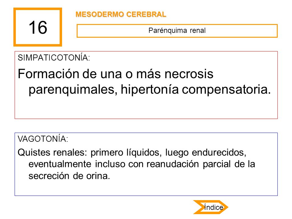 16 MESODERMO CEREBRAL. Parénquima renal. SIMPATICOTONÍA: Formación de una o más necrosis parenquimales, hipertonía compensatoria.