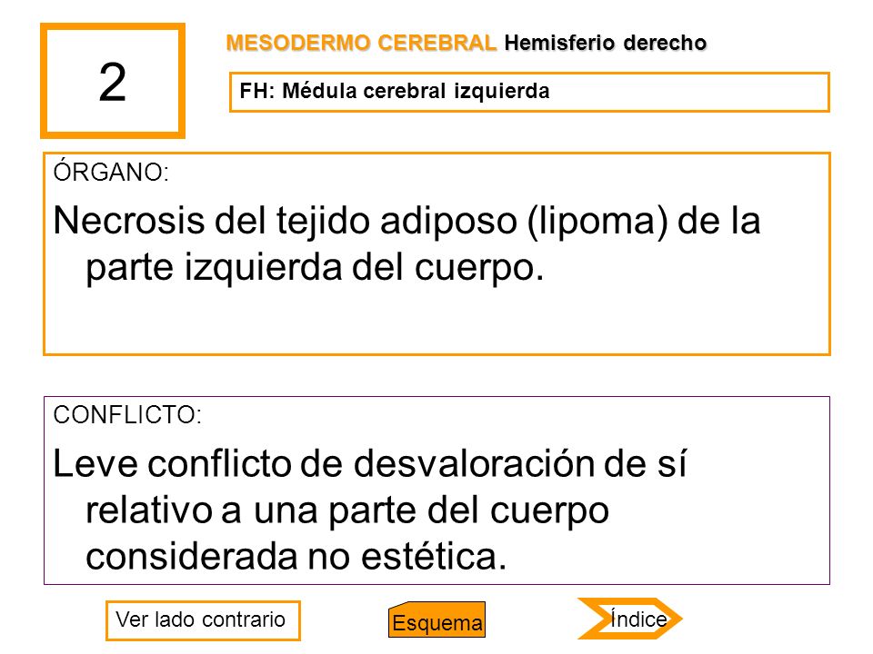 2 MESODERMO CEREBRAL Hemisferio derecho. FH: Médula cerebral izquierda. ÓRGANO: