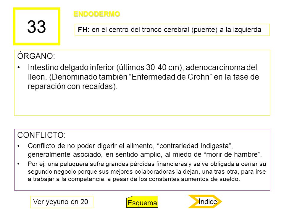 33 ENDODERMO. FH: en el centro del tronco cerebral (puente) a la izquierda. ÓRGANO: