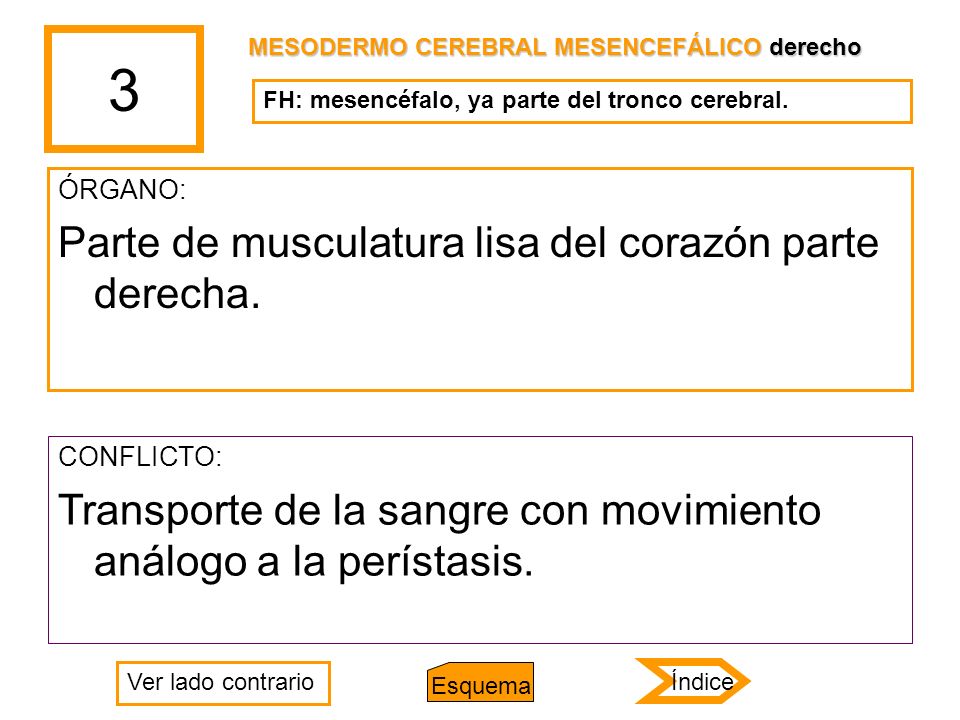 3 Parte de musculatura lisa del corazón parte derecha.
