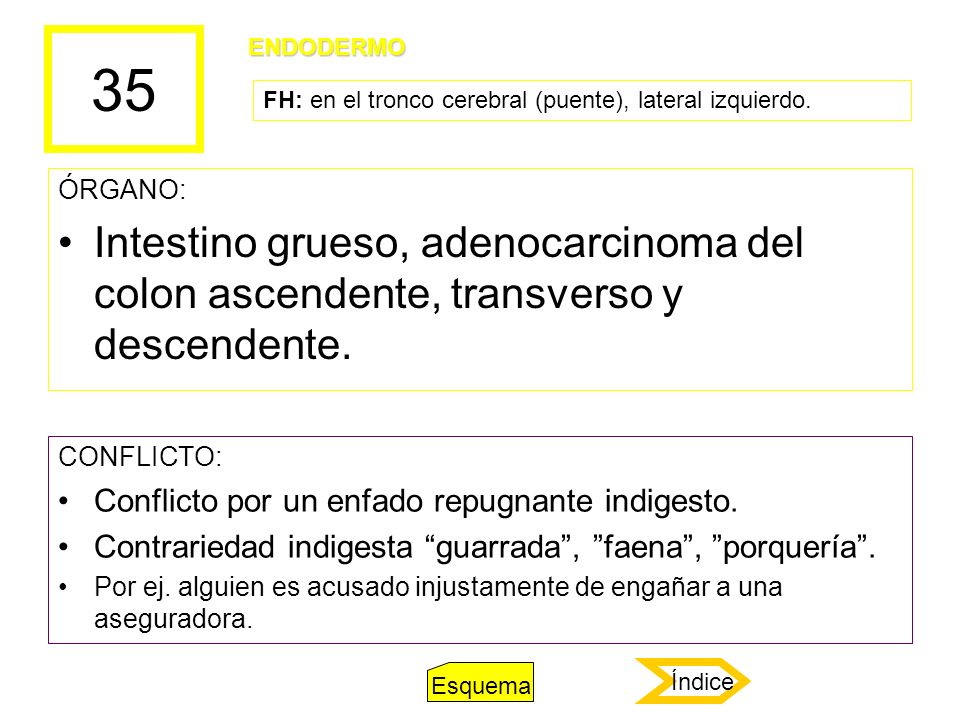 35 ENDODERMO. FH: en el tronco cerebral (puente), lateral izquierdo. ÓRGANO: