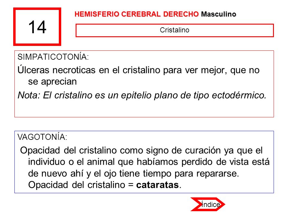 14 HEMISFERIO CEREBRAL DERECHO Masculino. Cristalino. SIMPATICOTONÍA: Úlceras necroticas en el cristalino para ver mejor, que no se aprecian.