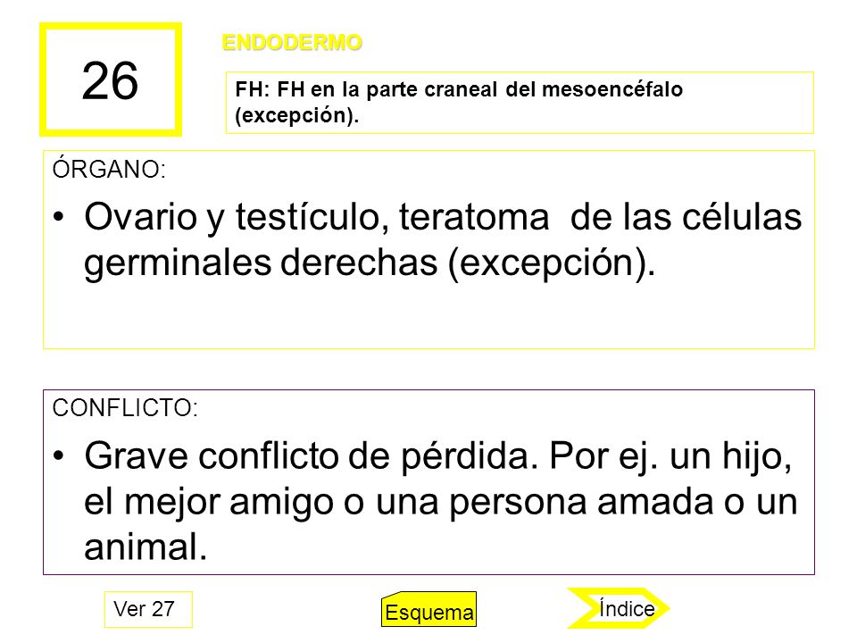 26 ENDODERMO. FH: FH en la parte craneal del mesoencéfalo (excepción). ÓRGANO: